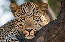 2 days private safari to the Serengeti and Ngorongoro Crater