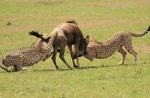 3-Day Masai Mara Safari Tour