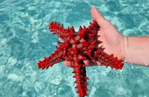 Mnemba island snorkeling tour