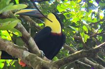 Canoe tour along the water trails of Tortuguero Park