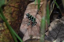 Manuel Antonio Hanging Bridges and Waterfall Tour