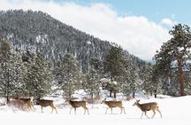 Private Winter Tour + Sledding in Rocky Mountain National Park