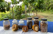 Cacao Walking Tour in Puerto Rico