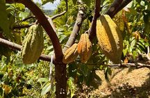 Cacao Walking Tour in Puerto Rico