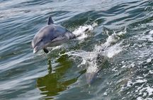 Dolphin Watch & Harbor Tour in Historical St. Augustine