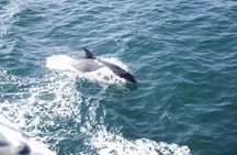 Dolphin Watch & Harbor Tour in Historical St. Augustine