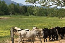 Cades Cove Jeep Tour