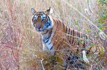 4 Day Golden Triangle with Ranthambore Tiger Safari from Delhi
