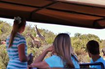 Bush Safari