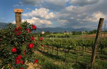 Guided Winery Tour and Private Tasting in Montefalco