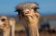 Oudtshoorn PRIVATE TOUR - Full Day
