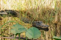 Best of Miami Combo: Everglades, Bay Cruise, & Open-top Bus Tour