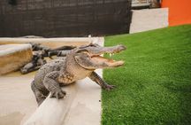 Best of Miami Combo: Everglades, Bay Cruise, & Open-top Bus Tour