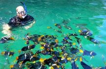 Puerto Vallarta Snorkeling at Arcos and Animas or Quimixto