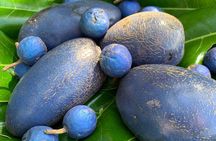  UTV 4wd Cassowary Falls and Daintree Rainforest Adventure tour 