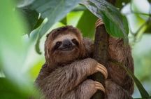 Roatán Island Tour: Sloth & Monkey Park, Rum, and Chocolate 