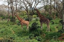Day Tour to Karen Blixen, Giraffe Center and Bomas of Kenya