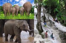 Day Tour Small Group Elephant Sanctuary and Fun Sticky Waterfall
