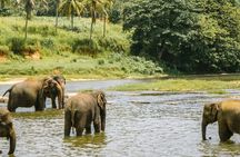 Day Tour Small Group Elephant Sanctuary and Fun Sticky Waterfall