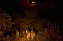  Night Safari Adventure with Bush Dinner