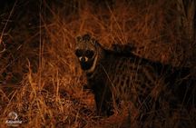  Night Safari Adventure with Bush Dinner