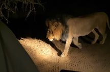  Night Safari Adventure with Bush Dinner