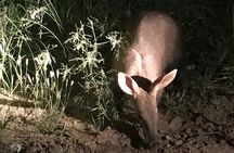  Night Safari Adventure with Bush Dinner