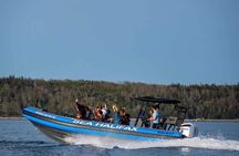 Halifax Harbour Historical & Wildlife High-Speed Tour
