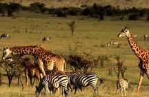 Tala Game Reserve and Natal Lion Safari from Durban