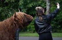  Highlands Cows Glencoe and Castles Private Tour from Edinburgh 