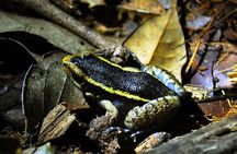 5 Days Cuyabeno Amazon Jungle with accommodation in Tucan Lodge