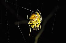 5 Days Cuyabeno Amazon Jungle with accommodation in Tucan Lodge