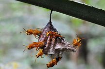 5 Days Cuyabeno Amazon Jungle with accommodation in Tucan Lodge