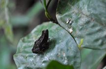 5 Days Cuyabeno Amazon Jungle with accommodation in Tucan Lodge