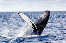 Cayo Levantado, Isla Bacardí and Whale Watching in Samaná