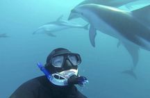 Kaikoura Dolphin Encounter Luxury Small Group Tour