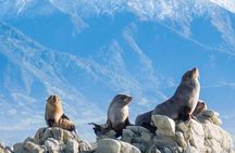 Kaikoura Dolphin Encounter Luxury Small Group Tour