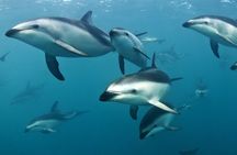 Kaikoura Dolphin Encounter Luxury Small Group Tour