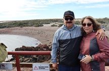 Walk with the Penguins- EARLY BOOKING -20% OFF Cruise Passengers 