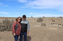 Walk with the Penguins- EARLY BOOKING -20% OFF Cruise Passengers 