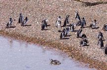 Walk with the Penguins- EARLY BOOKING -20% OFF Cruise Passengers 