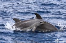 Private Marine Life Spotting - Dolphin watching EcoMarine Malta