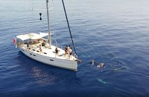 Private Marine Life Spotting - Dolphin watching EcoMarine Malta