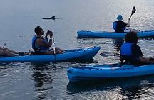 Kayak Tours and Rentals. Dolphins, Manatees, and Bioluminescence!