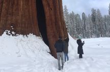 Sequoia National Park Small Group Tour from Three Rivers