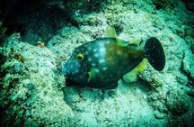 Ultimate Beginner Snorkeling Tour