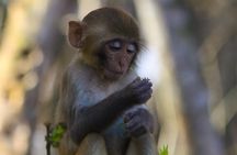 Silver Springs: Clear Kayaking Wildlife Tour
