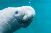 Silver Springs: Clear Kayaking Wildlife Tour