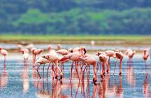 4 Day Lake Nakuru and Maasai Mara Safari Private Tour