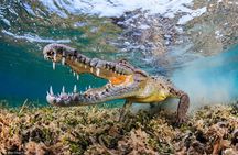 South of Mauritius : Crocodile park, lunch ,Rum and Tea Tasting